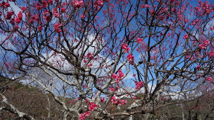 美しい梅の花に魅せられて！