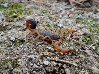 escorpion en el desierto