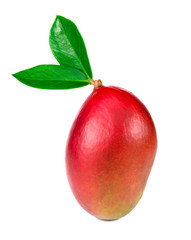 mango on a white background