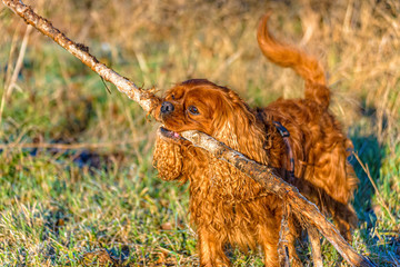 Cavalier King Charles Spaniel dog carries a big stick in his mouth