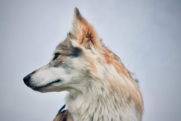 Fototapeta premium Laika Pup