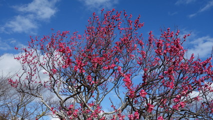 美しい梅の花に魅せられて！