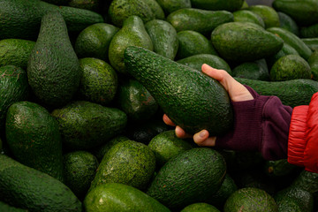 Woman chooses avocado at a store or market. A female hand holds tightly one selected large fresh unripe avocado. Trading concept. The product of organic farming. Close-up. Horizontal view. Copy space.
