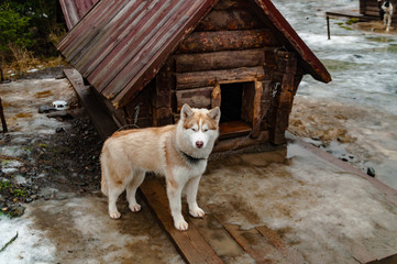 young husky dog near doghouse