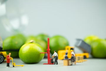 Miniature people workers moving fresh green lime fruit  for export agriculture