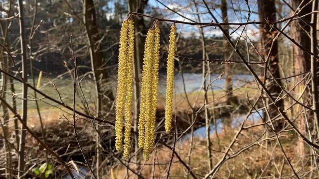 Endlich Fr&uuml;hling - die ersten m&auml;nnlichen Haselnuss- Bl&uuml;ten wiegen sich im Wind