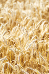 Golden wheat close up on a wheat field