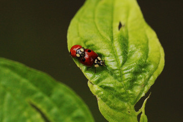 A pair of ladybugs