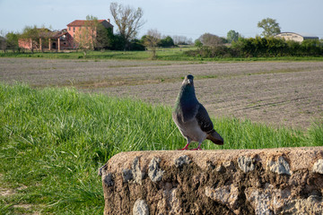Close-up of a pigeon resting on a country wall. Rural plot with old cottage.