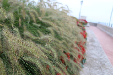 fantastic flowers in the bourgeois gardens