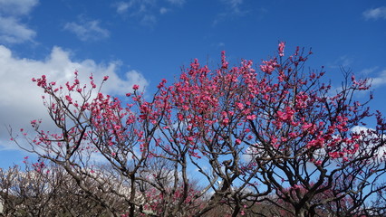 美しい梅の花に魅せられて！