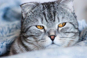 Portrait of grey scottish fold cat. Tabby  shorthair kitten. Big yellow eyes. A beautiful background for wallpaper, cover, postcard. Isolated, close up. Cats concept.