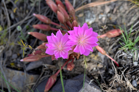 Bitterroot - Montana's state Flower -- grows close to the ground with flowers 1 inch in diameter. 