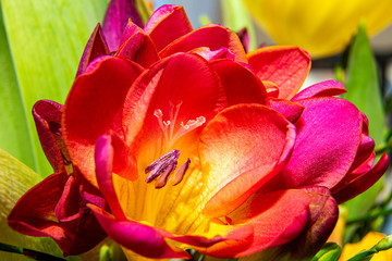 Obraz premium flowers, buds, close-up, blume, blüte