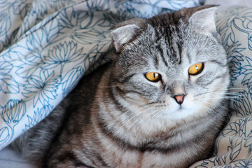 Portrait of grey scottish fold cat. Tabby  shorthair kitten. Big yellow eyes. A beautiful background for wallpaper, cover, postcard. Isolated, close up. Cats concept.