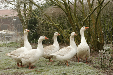 Geese