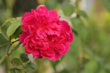 Beautiful pinkrose, blurred background with green leaves, valentine