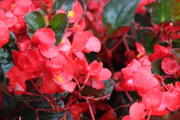 fantastic red flower in the bourgeois gardens