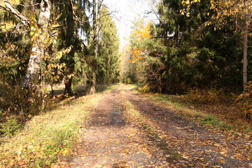 Fototapeta premium Dirt road in the forest in sunny weather
