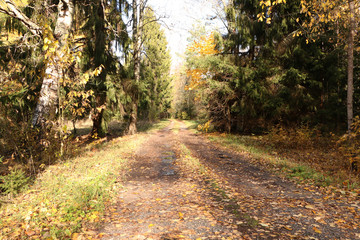 Dirt road in the forest in sunny weather