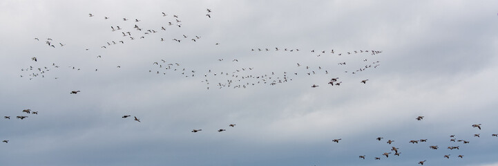 Canada gooses and snow gooses flying on the Saint-Laurent gulf in Canada, migration