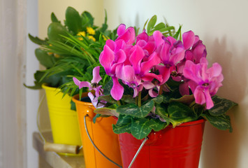 Flowers in colorful buckets on the shelf