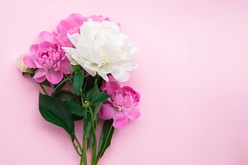 Bouquet of pink and white peonies on a pink background. Young fresh plants.