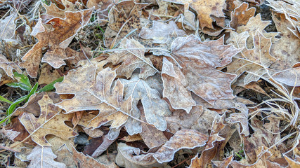 Frosted leaves