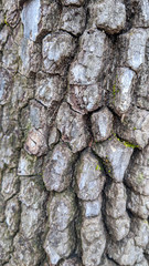 Close up of tree bark