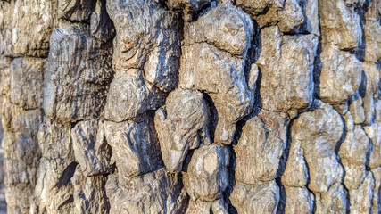 Tree bark close up