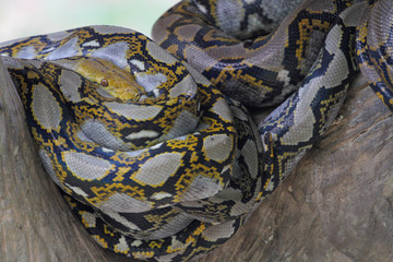 Close up Head burmese python in body on stick tree at thailand