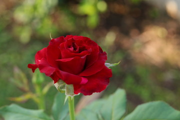 Beautiful red rose, blurred background with green leaves, valentine