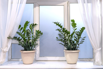 Fototapeta na wymiar Two pots with green succulents Zamioculcas are standing on white window.