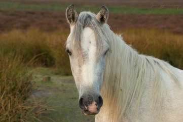 Wild Pony Portrait II