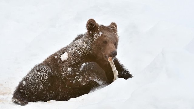 One year old brown bear cub (Ursus arctos arctos) gnawing on knuckle bone in the snow in winter