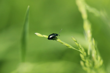 Black bug