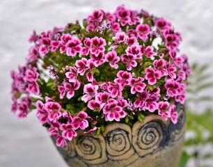 geranium with pink flowers in pot
