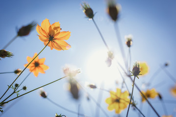 Blooming Yellow Cosmos flowers in garden with blue sky.
