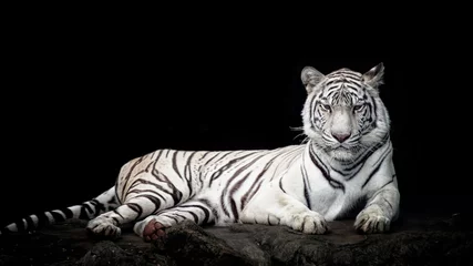 Schilderijen op glas Witte tijger geïsoleerd in zwart © Stockbym