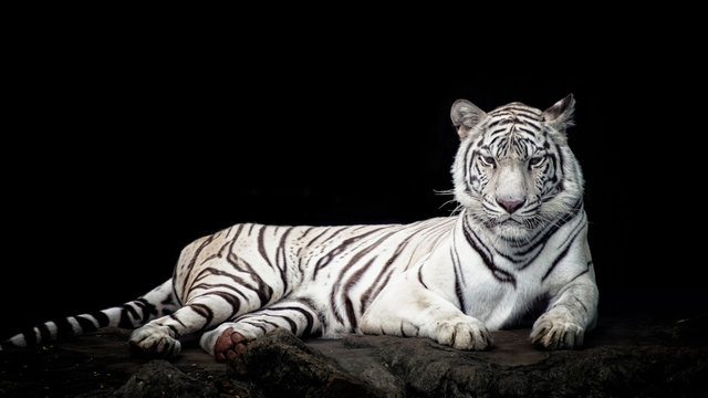 White tiger isolated in black