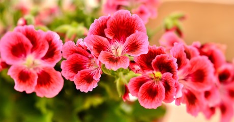 pink geraniums, soft focus