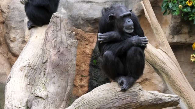 Chimpanzee at zoo with a cross hand pose on top of a log