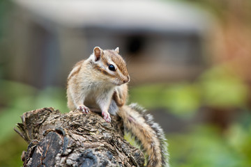 Chipmunk, Japan, Saitama, wild animals