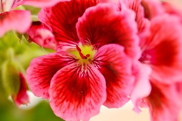 closeup of red geranium flower