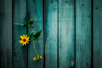 Yellow field daisies on a wooden background, a symbol of loneliness and strength to life