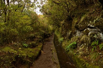 Levada do Alecrim, Madeira Island