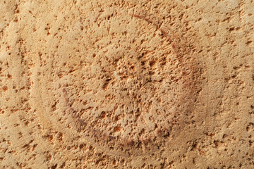 Wood cross section texture background, macro. Natural background