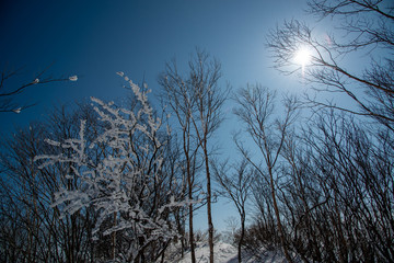 樹氷と太陽