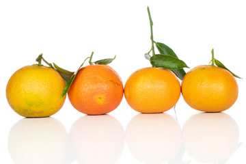 Group of four whole fresh orange mandarin line isolated on white background