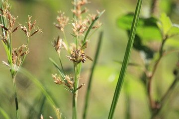 flower in the grass
